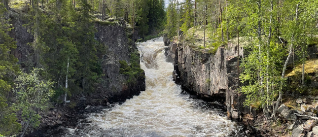 En flod som rinner genom en skog full av träd.