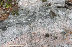 Gång av biotit och fluorapatit av Olserum-typ i en starkt deformerad och omvandlad granit. Från en nyupptäckt mineralisering under 2025