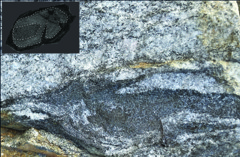 En vackert zonerad zirkon med tydlig kärna, kant och överväxt, noggrant extraherad från leukosomen i en diatexitisk migmatit, som fångar de magmatiska och metamorfa händelser dessa bergarter har genomgått.