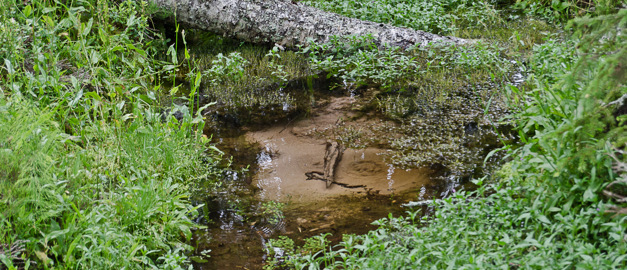 Ett nedfallet träd som ligger på toppen av en källa omgiven av grönska.
