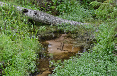 Ett nedfallet träd som ligger på toppen av en källa omgiven av grönska.