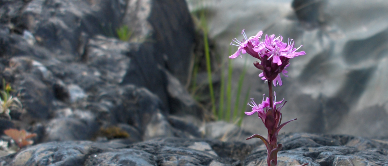 En rödviolett blomma som indikerar att det finns järn i  marken -  Viscaria alpina