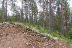 Skog på en rullstensås. Foto.