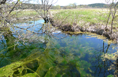 Ultunakällans vattenspegel. Foto.