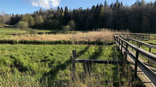 Flemingsbergsvikens våtmarksanläggning.