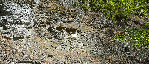 Alum shale