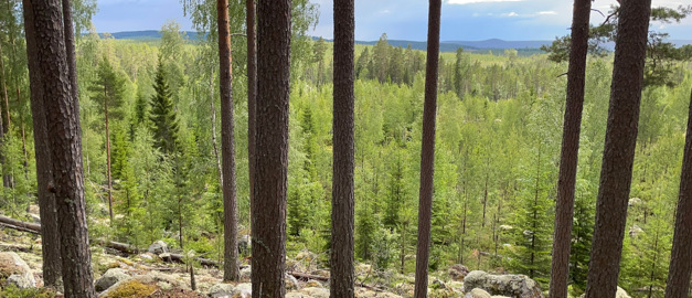 Pictures show the view out from the forests on elevated ground, showing the landscape below. Pictures show the view out from the forests on elevated ground, showing the landscape below.
