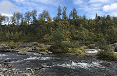 Forsande älv. I bakgrunden isälvsavlagring med låga träd. Foto.