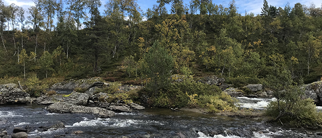 Forsande älv. I bakgrunden isälvsavlagring med låga träd. Foto.