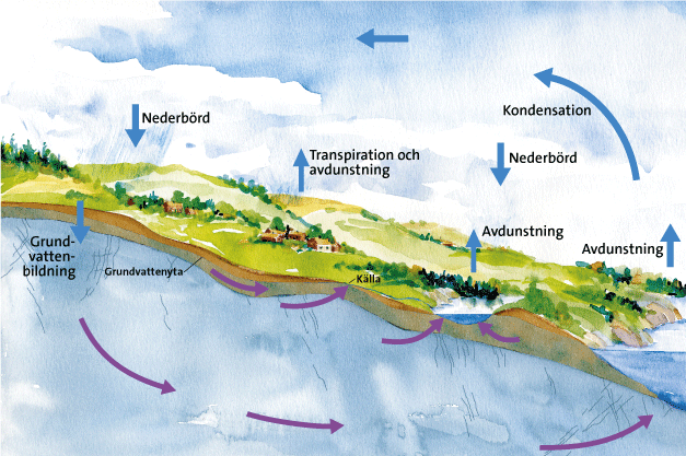 Vattnets kretslopp. Av allt v&auml;rldens vatten &auml;r mindre &auml;n en procent tillg&auml;ngligt som dricksvatten f&ouml;r m&auml;nniskor. Av detta &auml;r hela 95 procent grundvatten.