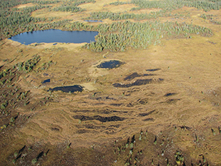 Norrlandsmyr.