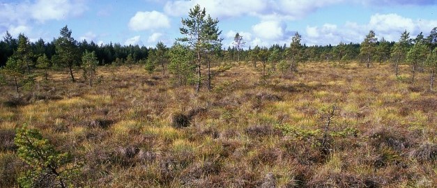 Mosse. Foto.