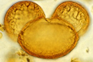 Mikroskopisk bild av pollen från en tall. Foto.