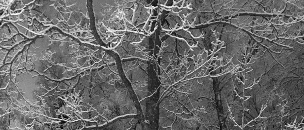 Träd utan löv som är snöbeklädda. Foto. Träd utan löv som är snöbeklädda. Foto.