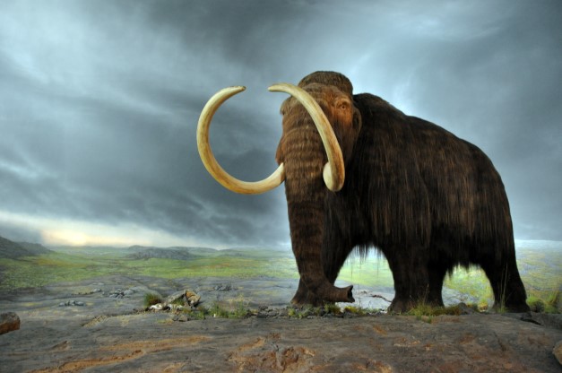 mammut 