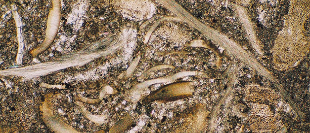 Sedimentär kalksten. Foto. Sedimentär kalksten. Foto.