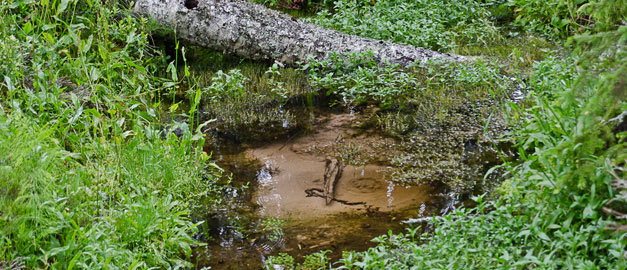 En naturbild med en vattenkälla. En naturbild med en vattenkälla.