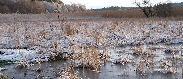 Våtmark med frost. Våtmark med frost.