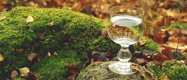 Mossa, löv, glas med vatten. Foto.