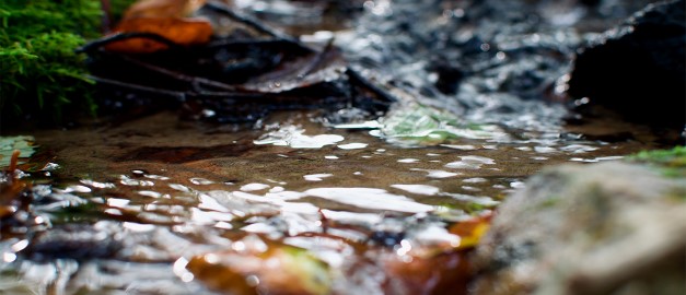 Ett foto med öppet vatten i en källa i naturreservatet Rövarekulan i Skåne.