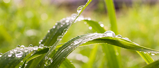 Bild på blött blad.