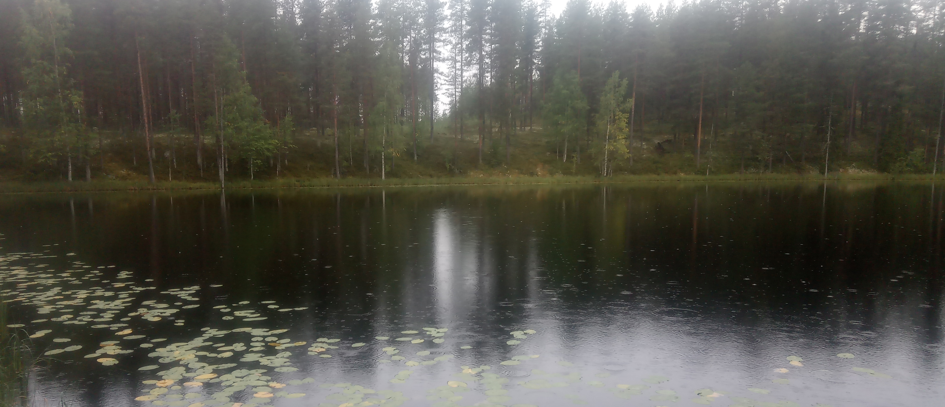 En tjärn med växtlighet i förgrunden och en skog i bakgrunden. En tjärn med växtlighet i förgrunden och en skog i bakgrunden.