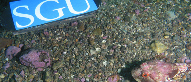 Foto på havsbotten, en fisk och en skylt med texten SGU. Foto på havsbotten, en fisk och en skylt med texten SGU.