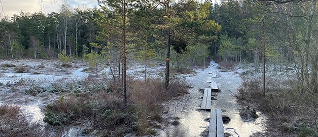 Foto av en våtmark i vinter. Foto av en våtmark i vinter.