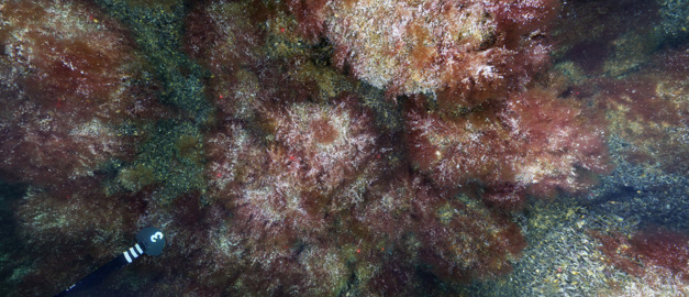 Fotomosaik som visar en blockig revmiljö med blåmusslor och rödalger täckta med sillrom.