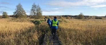 Två personer går på en spång över ett våtmarksområde. På sidorna syns högt torrt gräs. Foto.