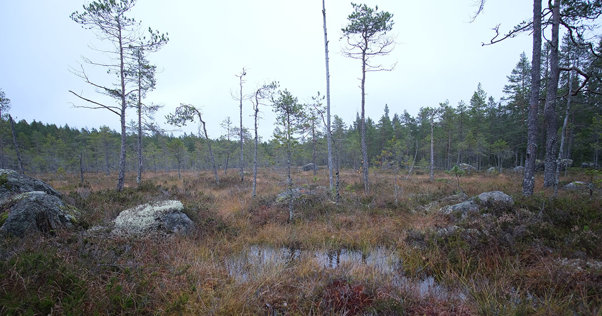 V&aring;tmark-Gustav-Sohlenius.jpg